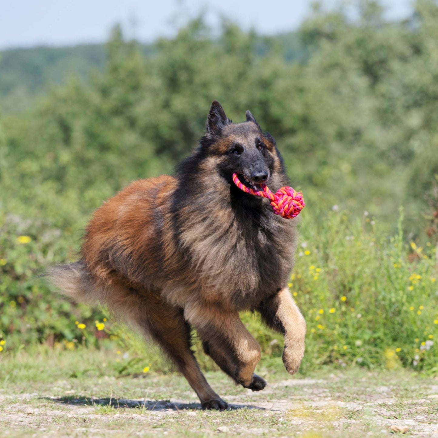 Ein langhaariger belgischer Tervuren rennt über das Gras und hält einen roten LABONI Maxi Schleuderball im Maul. Im Hintergrund sind Bäume und Wildblumen zu sehen - perfekt für Zahnpflege Hund.