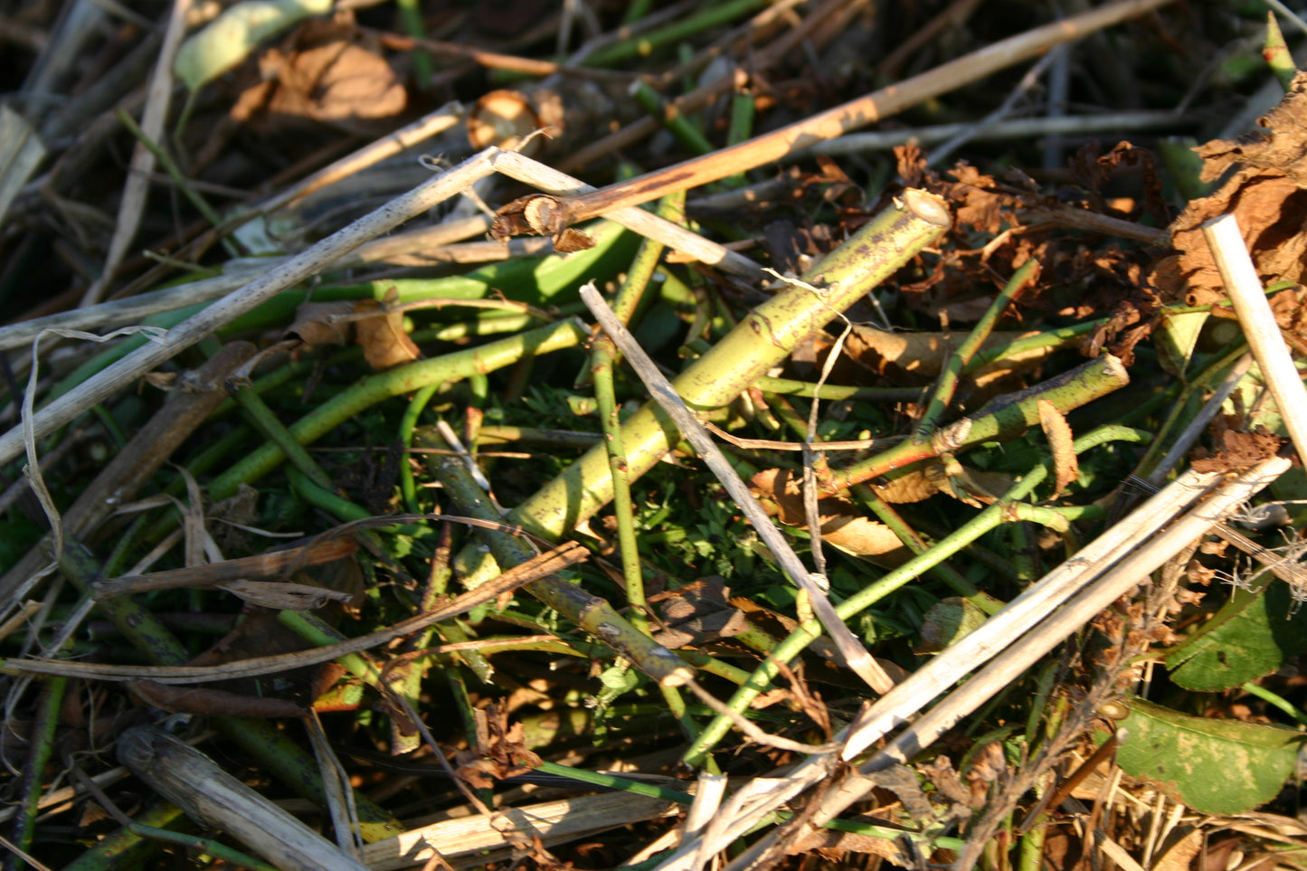 Eine Nahaufnahme von gemischten Gartenabfällen, die sich perfekt zum Kompostieren eignen, veranschaulicht die Prinzipien, die in Thea Carlins Workshop "Kompost: Das wahre Gold des Gärtners" (Di. 24.03.2026, 10.00-11.30).