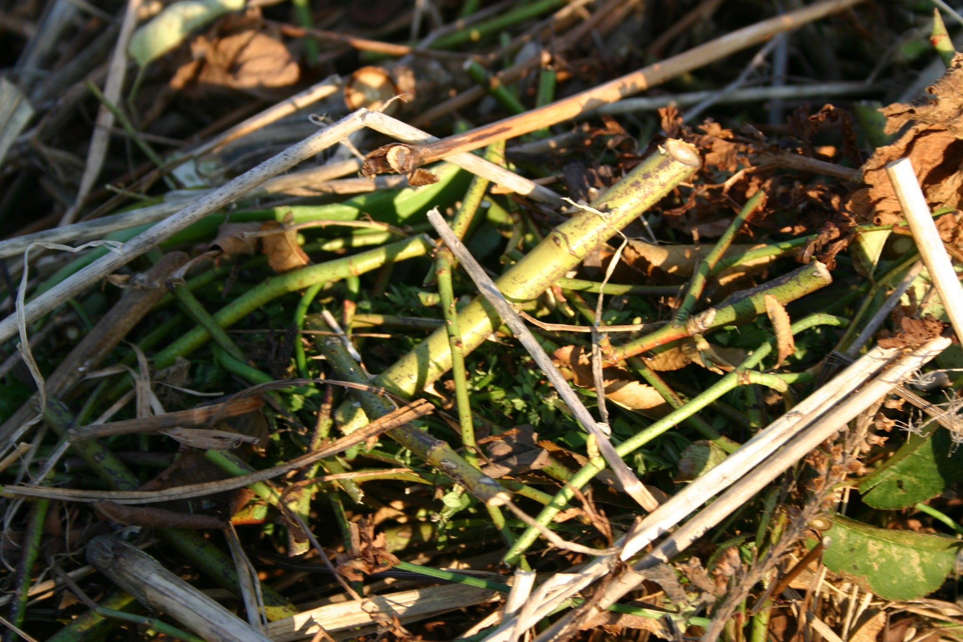 Eine Nahaufnahme von gemischten Gartenabfällen, die sich perfekt zum Kompostieren eignen, veranschaulicht die Prinzipien, die in Thea Carlins Workshop "Kompost: Das wahre Gold des Gärtners" (Di. 24.03.2026, 10.00-11.30).