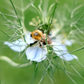 Eine wuschelige Hummel sammelt Pollen von einer zarten hellblauen Blüte - zu sehen in Jora Dahl | Flowers to Dry von Jora Dahl -, die von dünnen, stacheligen grünen Blättern mit einem sanft verschwommenen grünen Hintergrund eingerahmt wird.
