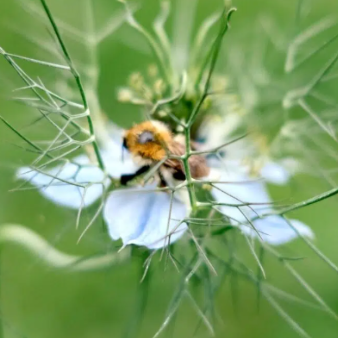Eine wuschelige Hummel sammelt Pollen von einer zarten hellblauen Blüte - zu sehen in Jora Dahl | Flowers to Dry von Jora Dahl -, die von dünnen, stacheligen grünen Blättern mit einem sanft verschwommenen grünen Hintergrund eingerahmt wird.
