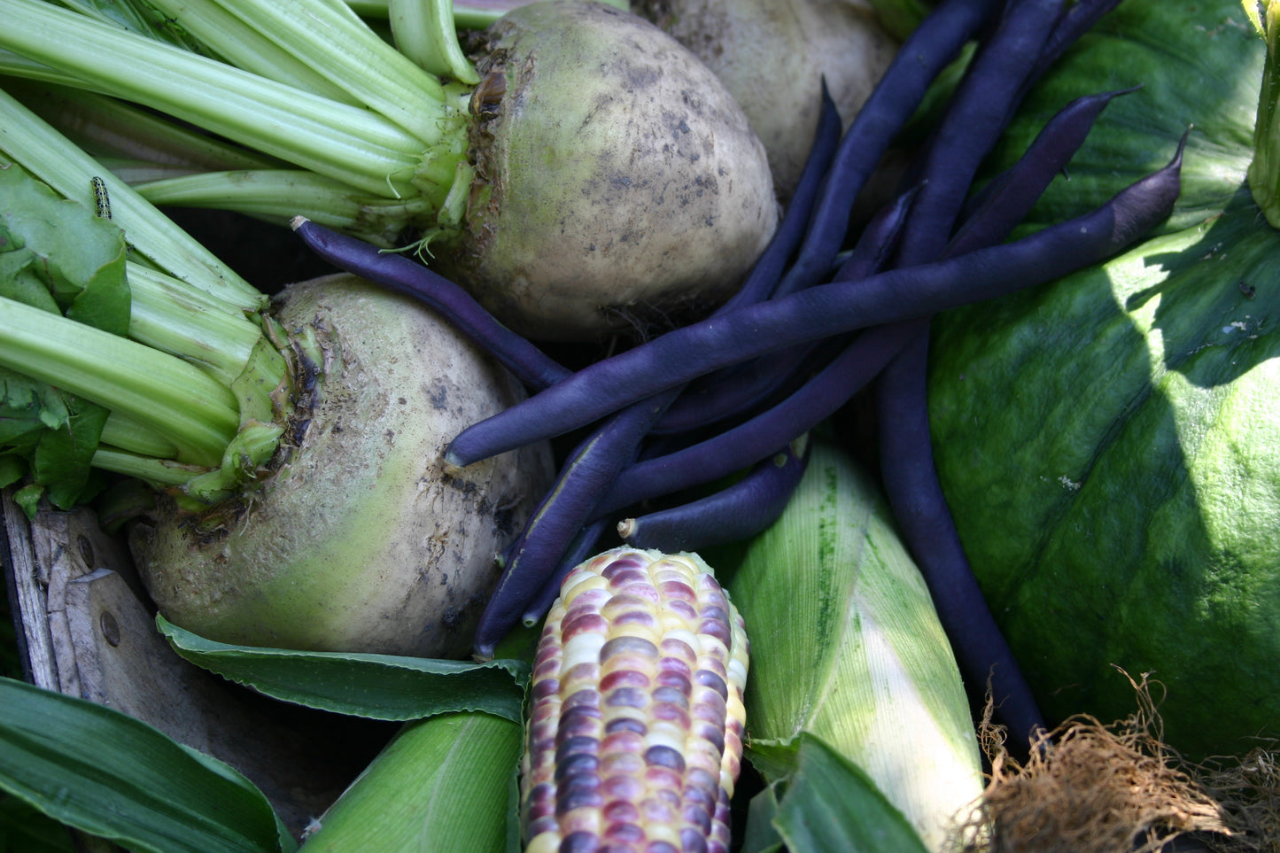 Eine leuchtende Nahaufnahme von frischem Gemüse - lila Bohnen, Rüben, grüner Kürbis, Blattgemüse und bunter Mais - ist die perfekte Inspiration für Thea Carlins "Di. 17.03.2026 | 10.00-12.00 WORKSHOP Hochbeete und andere Gemüsebeete anlegen.