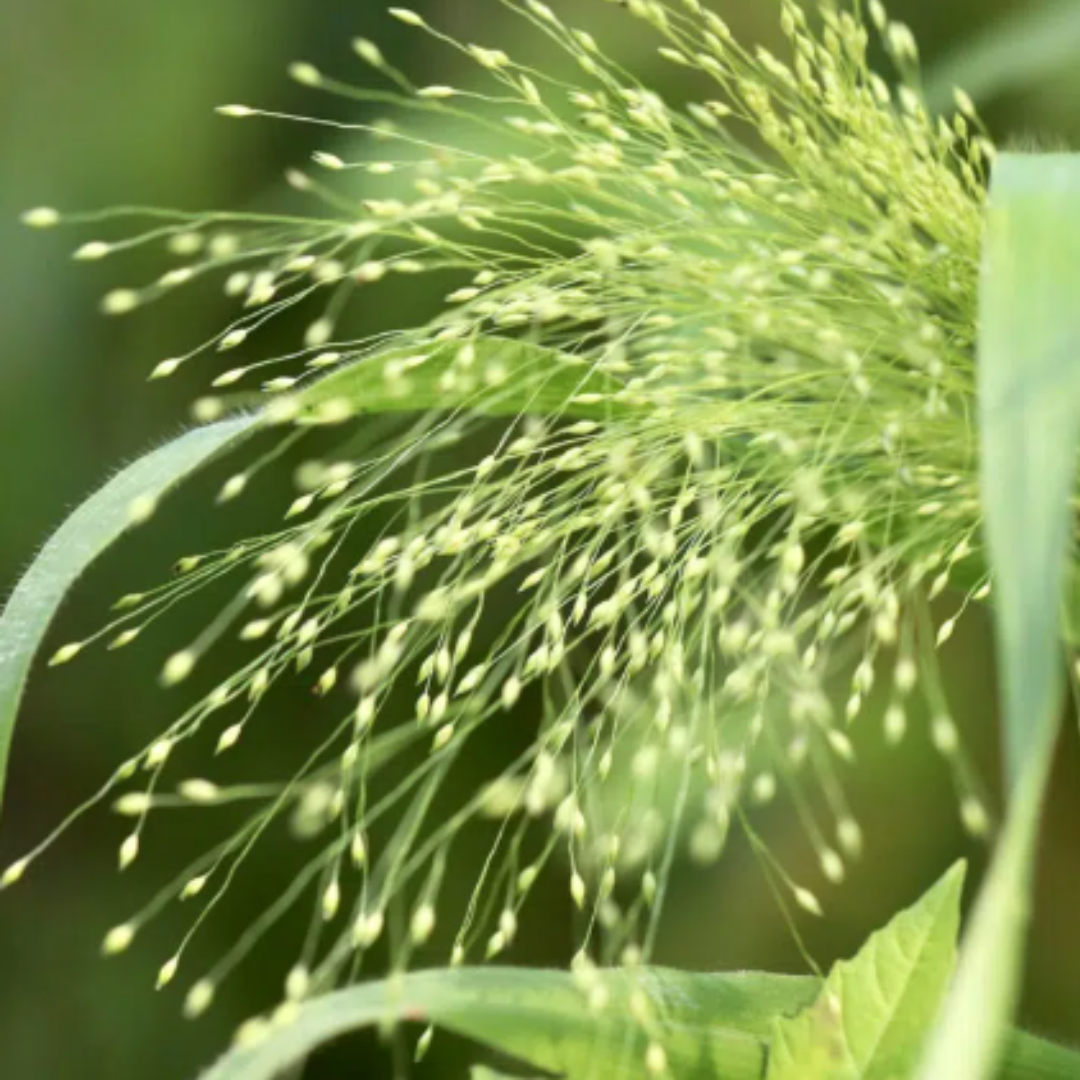 Nahaufnahme von zartgrünen Grassamenköpfen von Jora Dahl | Flowers to Dry by Jora Dahl-ideale Trockenblumen Samen für schöne Trockenblumenarrangements-auf feinen Stielen mit einem sanft verschwommenen grünen Hintergrund.