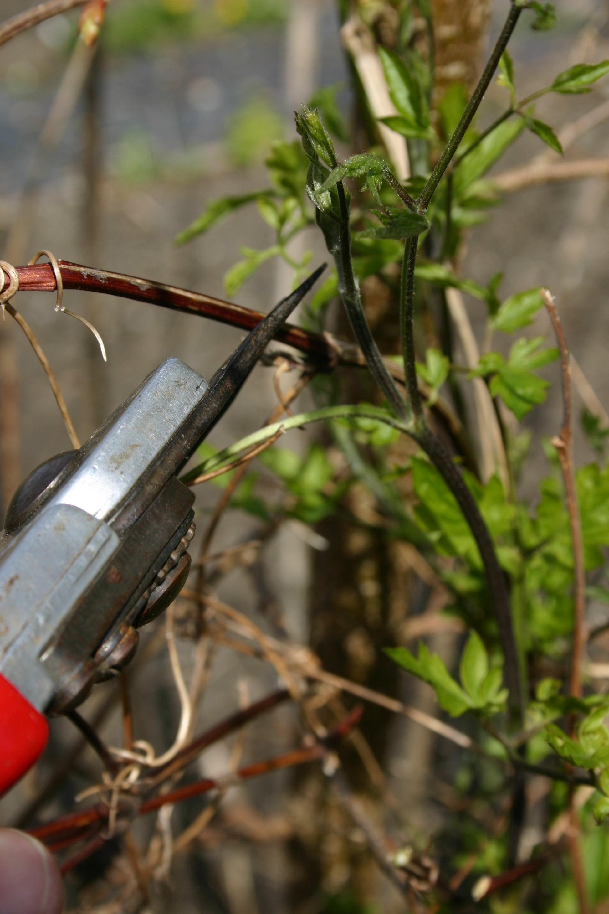 Die Nahaufnahme einer Astschere beim Beschneiden eines Zweiges steht für den Workshop "Frühlingsfit" der Königlichen Gartenakademie: Wie bereite ich meinen Garten auf die neue Saison vor?" am Mi. 18.03.2026, 10-12 Uhr-perfekt zur Vorbereitung Ihres Gartens.