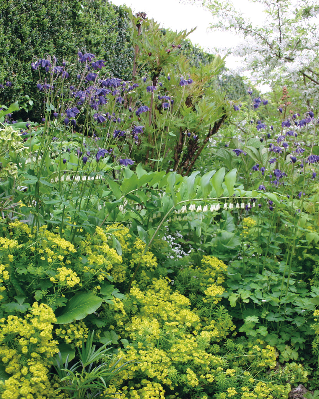 Ein lebendiger Garten mit Wolfsmilch, lila Akelei und weißem Salomonssiegel zeigt die Kunst der Beetgestaltung - die perfekte Inspiration für die MASTER CLASS "Gestalten Sie Ihr eigenes Beet" mit Dr. Isabelle Van Groeningen, Do. 19.-Fr. 20.03.2026, 10:00-16:30.