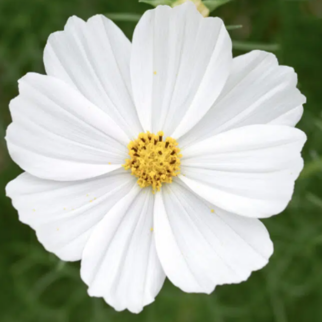 Eine Nahaufnahme einer weißen Kosmosblüte mit zarten Blütenblättern und gelber Mitte von Jora Dahl | Urban Cut Flowers by Jora Dahl, perfekt für die Schnittblumen Kollektion, vor einem sanft verschwommenen grünen Hintergrund.