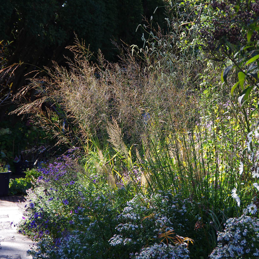 Erleben Sie die Spätblüher der Saison mit der "Mi. 17.09.2025 | 17.00 - 18.00 Uhr ABENDLICHTFÜHRUNG - Spätblüher der Saison" der Königlichen Gartenakademie und entdecken Sie Ziergräser und blühende Highlights in einer schön beleuchteten Gartenlandschaft.
