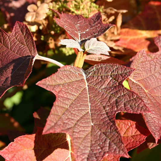 Sonnenbeschienene rote und braune Eichenblätter mit sichtbaren Adern vor verschwommenem Herbstlaub sind die Pflanzenhighlights der Königlichen Gartenakademie am Mi. 15.10.2025 Abendlichtführung: Astern, Gräser und andere herbstliche Highlights.