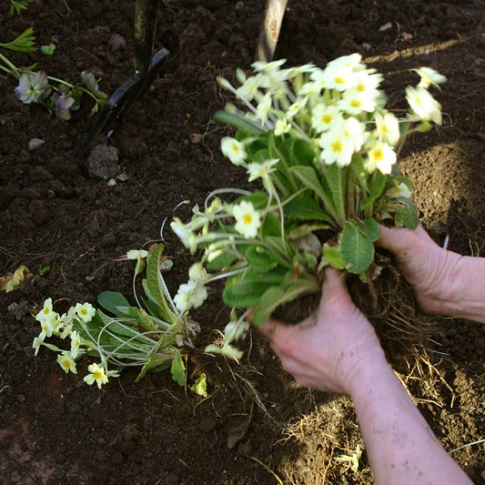 Hände bereiten Primelpflanzen für die Pflanzung in lockerer Erde vor - perfekt für das Gartenjahr. Besuchen Sie den "RUNDGANG Was zu tun ist im Garten im März" der Königlichen Gartenakademie am Mi. 04.03.2026, 15:00-16:30 Uhr, für Expertentipps zur Gartenarbeit im März.