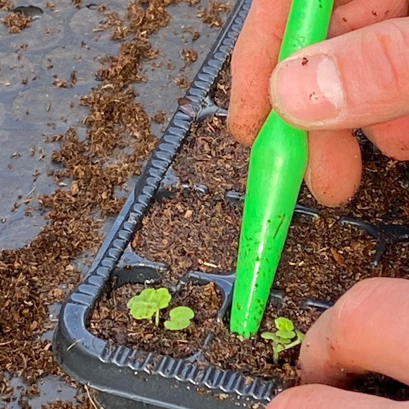 Eine Person benutzt ein grünes Werkzeug, um Setzlinge in einer mit Erde gefüllten Schale zu trennen - ideal für alle, die sich auf das Gartenjahr vorbereiten und am Mi. 04.03.2026 | 15.00-16.30 RUNDGANG "Was zu tun ist im Garten im März" der Königlichen Gartenakademie teilnehmen möchten.