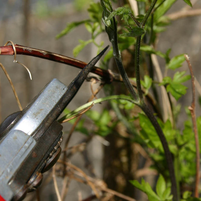 Mi. 05.03.2025 15.00–16.30 RUNDGANG Was ist zu tun im Garten im März