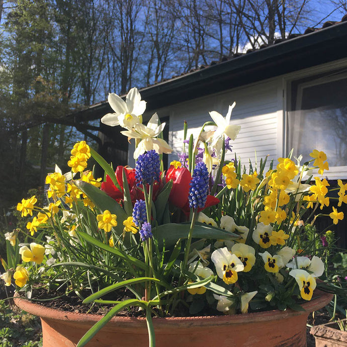 Mi. 02.04.2025 15.00 - 16.30 RUNDGANG Was ist zu tun im Garten im April