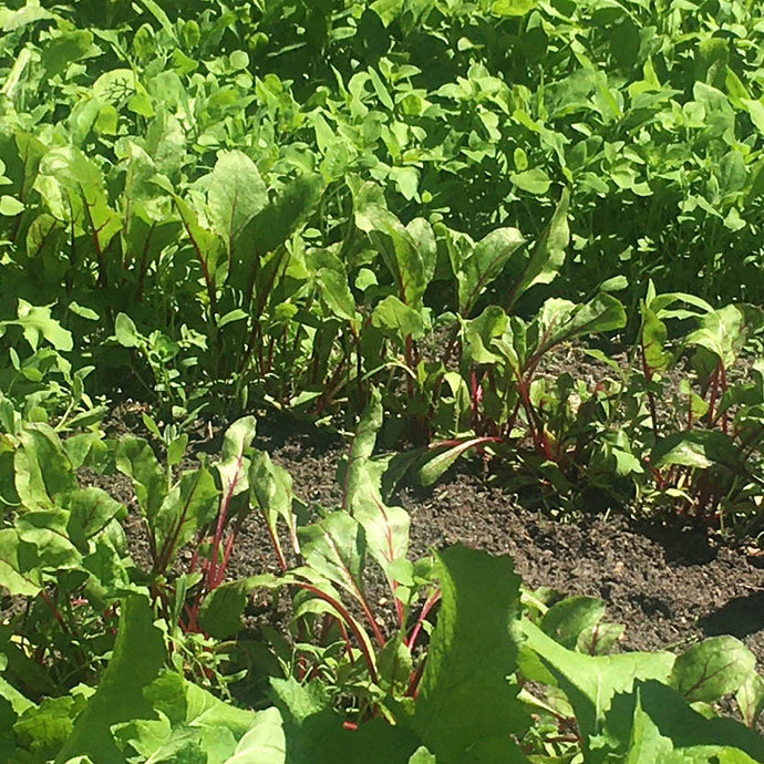 Mi. 04.06.2025 15.00 - 16.30 RUNDGANG Was ist zu tun im Garten im Juni