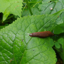 Lade das Bild in den Galerie-Viewer, Mi. 07.05.2025 15.00 - 16.30 RUNDGANG Was ist zu tun im Garten im Mai
