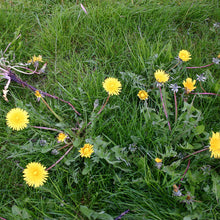 Lade das Bild in den Galerie-Viewer, Mi. 07.05.2025 15.00 - 16.30 RUNDGANG Was ist zu tun im Garten im Mai
