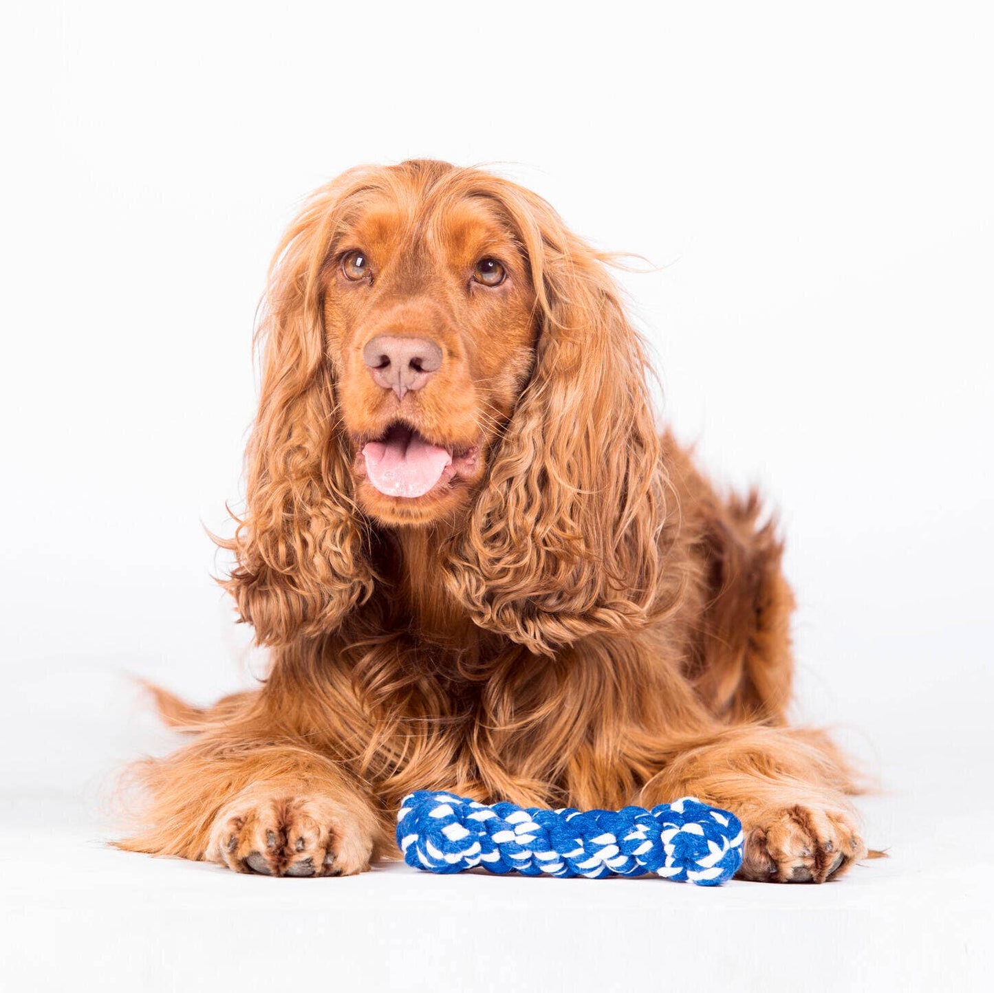 Ein brauner, langhaariger Hund liegt mit seinen Pfoten an einem LABONI Bonnie Bone - einem blau-weiß geflochtenen Seil - auf einer weißen Fläche und schaut mit leicht geöffnetem Maul nach vorne, bereit, dieses lustige Zahnputzspielzeug zu genießen.
