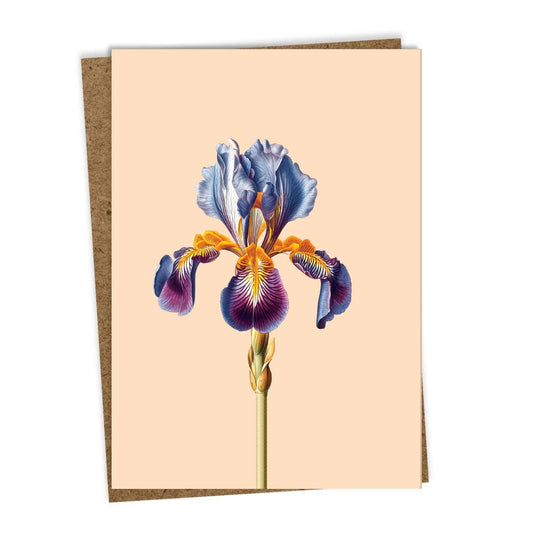 Die 30x40 Iris Leporello Grußkarte zeigt eine detaillierte blaue und violette Iris-Illustration mit gelben Akzenten auf blassem pfirsichfarbenem Hintergrund, gepaart mit einem braunen Umschlag, gedruckt in Deutschland auf Recyclingpapier.