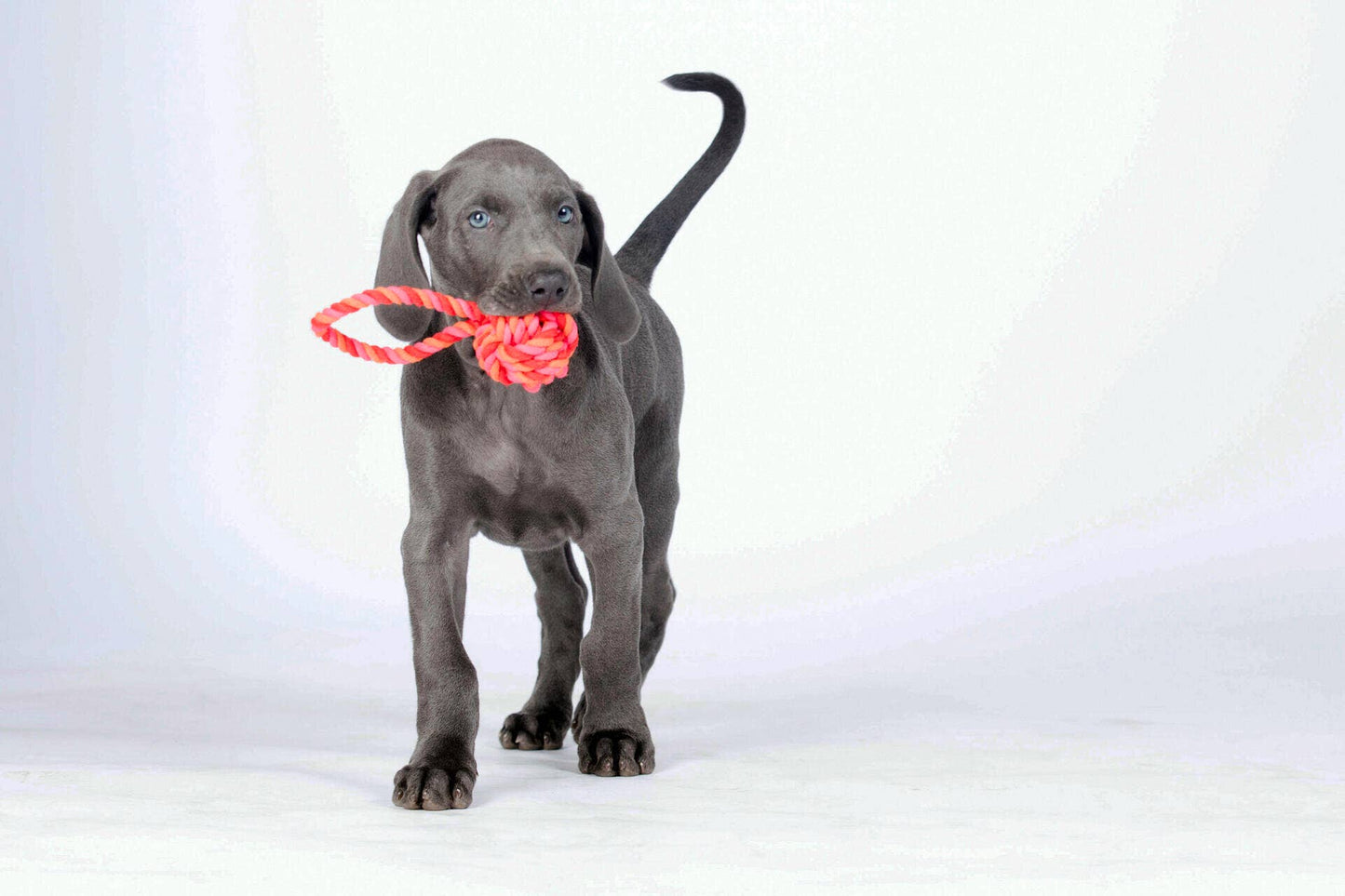 Ein grauer Welpe steht auf weißem Hintergrund, hält einen LABONI - Volentis GmbH - Mini Schleuderball im Maul und schaut mit erhobenem Schwanz nach vorne. Dieses TÜV geprüfte Spielzeug garantiert sicheren und spielerischen Spaß für Ihr Haustier.