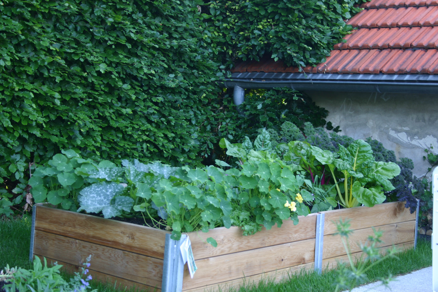 Ein üppiges Hochbeet, gefüllt mit Blattgemüse, steht an einer Hecke in der Nähe eines rotgedeckten Hauses. Lernen Sie, wie Sie Ihr eigenes Hochbeet anlegen können, bei Thea Carlins Workshop "Hochbeete und andere Gemüsebeete anlegen" am Di. 17.03.2026, 10-12 Uhr.