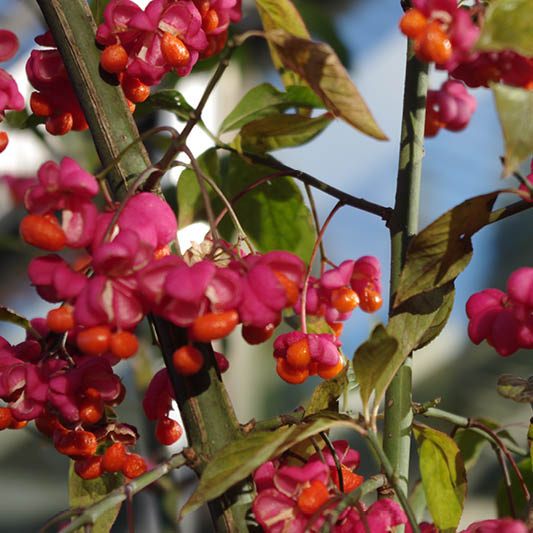 Fr. 28.02.2025 10.00–13.00 HALBTAGESKURS Noch ist Pflanzzeit: Blühende Klimagehölze für Ihren Garten