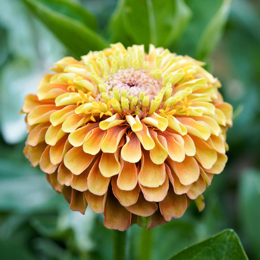 Eine Nahaufnahme von Jora Dahl | Zinnia elegans 'Queen Lime Orange' (Zinnie) zeigt die gelb-orangen, geschichteten Blütenblätter und die strukturierte Mitte - die perfekte Inspiration für alle, die mit dem Zinnien säen beginnen oder lernen wollen, wie man Zinnien pflegt.