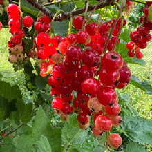 Lade das Bild in den Galerie-Viewer, Freitag, 22.03.2024, 13.00 bis 16.00 Uhr - Halbtageskurs &quot;Gemüse, Früchte, Blüten - Naturnah gärtnern im Kleingarten&quot;
