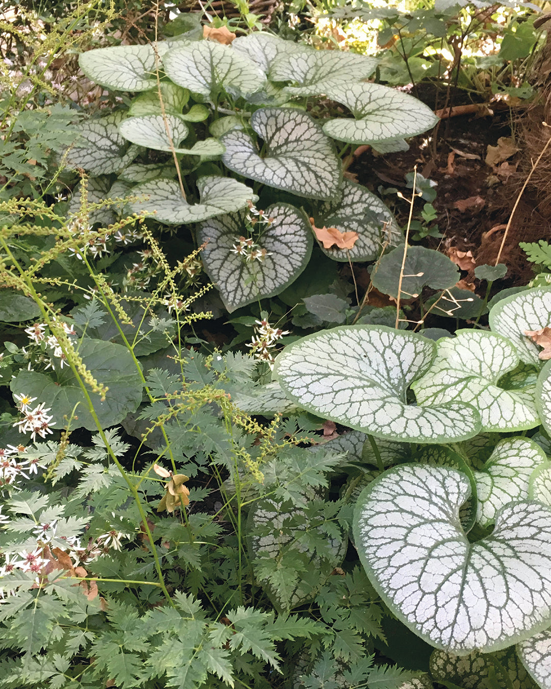 Entdecken Sie die Geheimnisse eines blühenden Schattengartens im HALBTAGESKURS von Dr. Isabelle Van Groeningen am 18.02.2026, 13:30-16:30 Uhr - perfekt für Schattengarten-Pflanzenliebhaber, die fachkundige Anleitung und Inspiration suchen!.