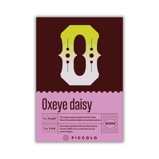 Eine Saatgutpackung für Piccolo Seeds - O - Oxeye Gänseblümchen zeigt ein großes gelbes und weißes stilisiertes "O" über dem Namen. Der untere lilafarbene Bereich zeigt dekorativen Text, Pflanzinformationen, SÄEN und das Piccolo Seeds-Logo.