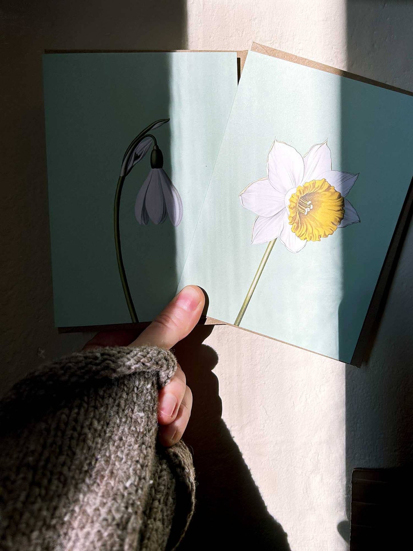 Eine Hand in einem gestrickten Ärmel hält zwei 30x40 Grußkarten - Schneetropfen Leporello und Narzisse - gedruckt in Deutschland auf Recyclingpapier, die beide teilweise von der Sonne beschienen werden und weiche Schatten auf eine helle Wand werfen.
