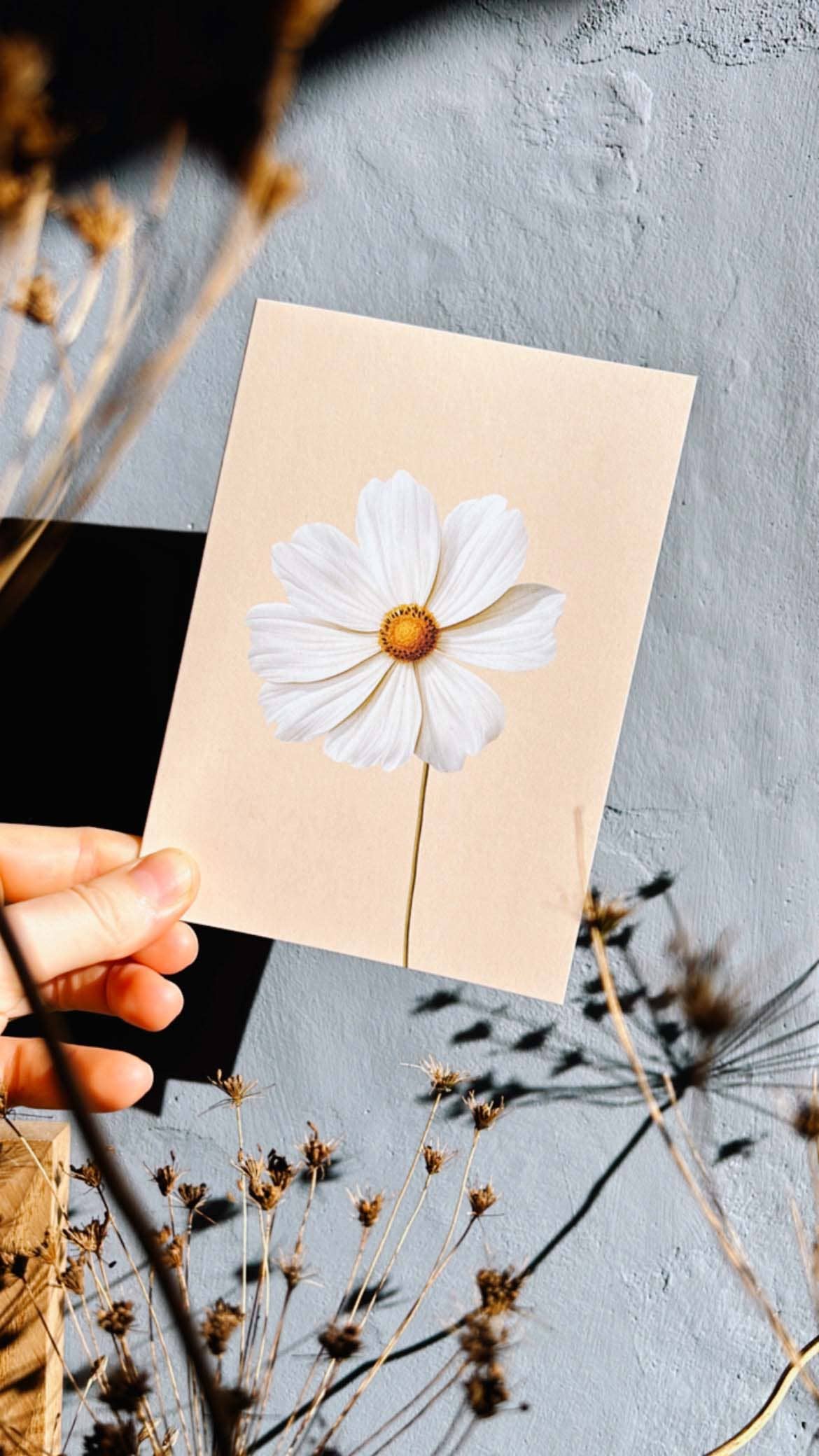 Eine Hand hält die 30x40 Cosmea Grußkarte als Leporello-Karte, gedruckt in Deutschland: Sie zeigt eine weiße Blume mit gelber Mitte vor grauem Hintergrund, umrahmt von getrockneten Pflanzen auf Recyclingpapier.