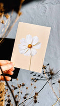 Lade das Bild in den Galerie-Viewer, Eine Hand hält die 30x40 Cosmea Grußkarte als Leporello-Karte, gedruckt in Deutschland: Sie zeigt eine weiße Blume mit gelber Mitte vor grauem Hintergrund, umrahmt von getrockneten Pflanzen auf Recyclingpapier.
