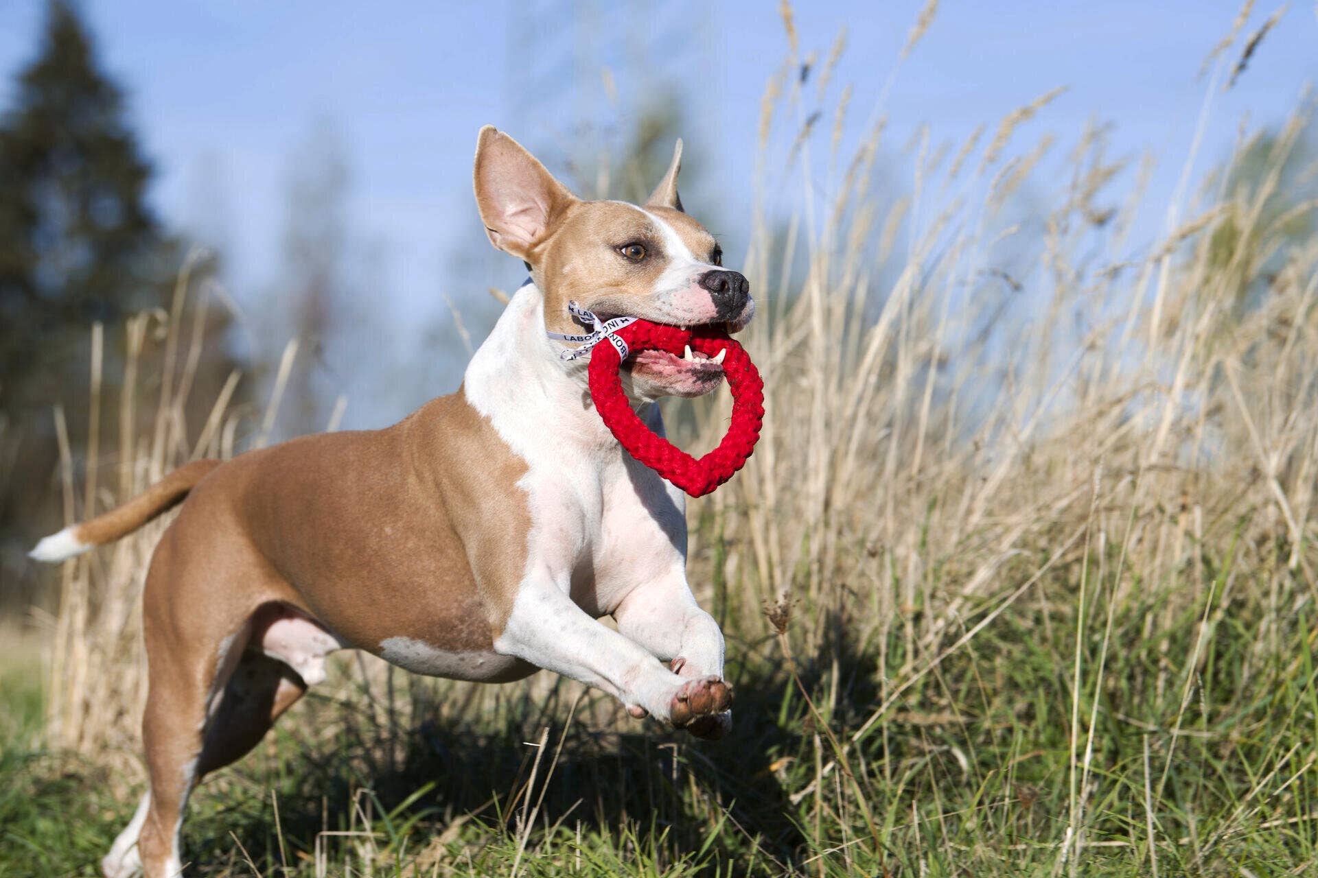 Ein braun-weißer Hund rennt an einem sonnigen Tag durch hohes Gras und trägt ein rotes herzförmiges LABONI Hertha Heart Spielzeug im Maul - perfekt für Zahnpflege Hund.
