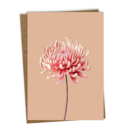 Die 30x40 Chrysanthemen Grußkarte (Leporello-Karte) zeigt eine einzelne pink-weiße Chrysantheme auf hellem Beige, kommt mit braunem Umschlag und wird in Deutschland auf hochwertigem Recyclingpapier gedruckt.