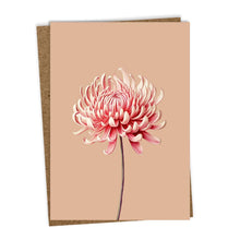 Lade das Bild in den Galerie-Viewer, Die 30x40 Chrysanthemen Grußkarte (Leporello-Karte) zeigt eine einzelne pink-weiße Chrysantheme auf hellem Beige, kommt mit braunem Umschlag und wird in Deutschland auf hochwertigem Recyclingpapier gedruckt.
