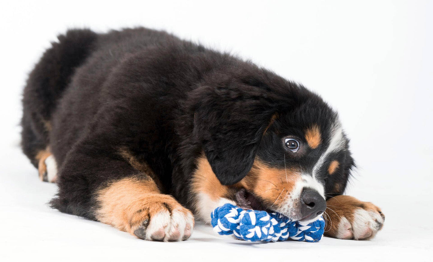 Ein flauschiger schwarzer, brauner und weißer Welpe liegt auf einem weißen Hintergrund und beißt spielerisch in das LABONI Bonnie Bone Hundespielzeug für die Zahnreinigung.
