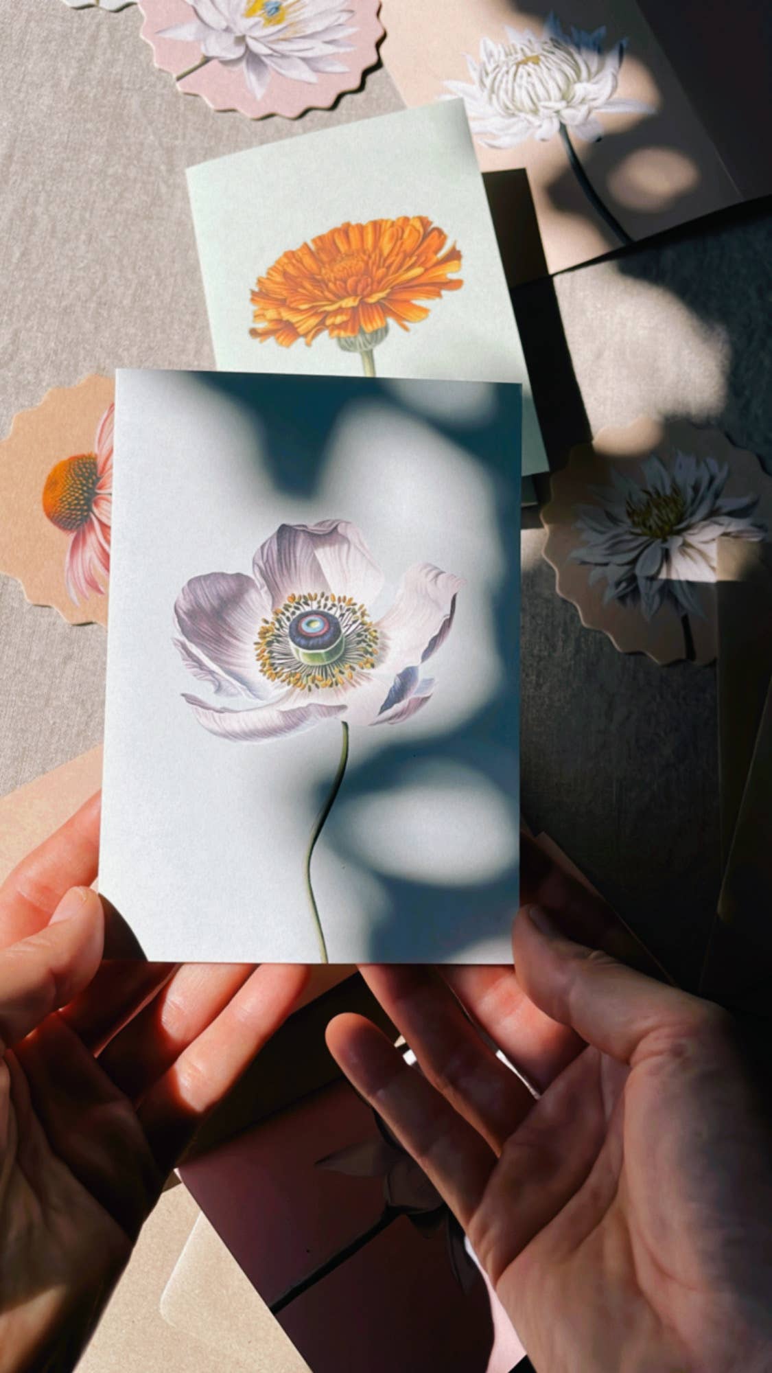 In Händen wird die 30x40 - Anemone Leporello Grußkarte gehalten, verziert mit einer weißen Blume mit gelber Mitte. Weitere florale Recyclingkarten der Marke 30x40 liegen im Sonnenlicht auf dem Tisch. Gedruckt in Deutschland.