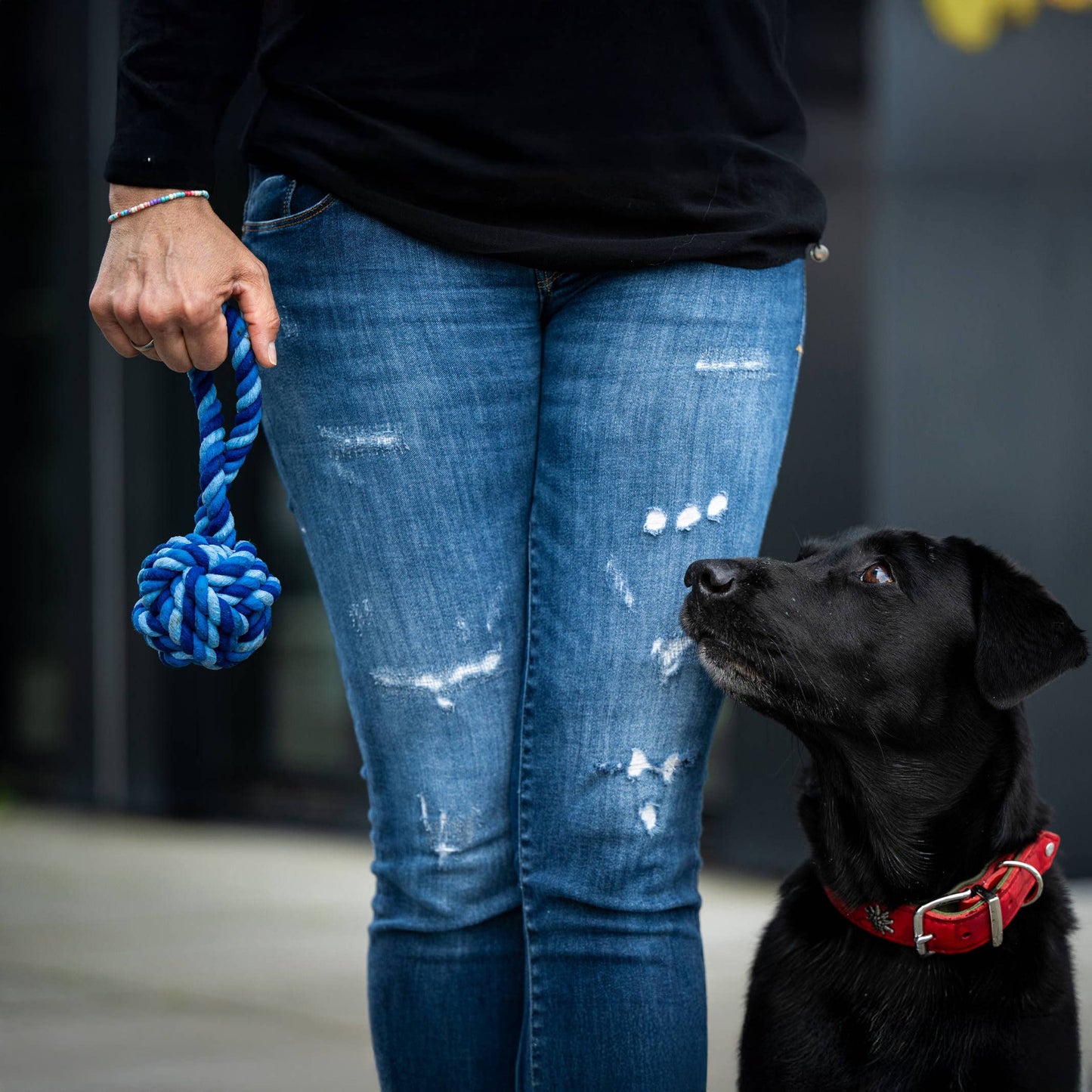 Eine Person in Bluejeans hält einen LABONI Maxi Schleuderball in der Hand, während ein schwarzer Hund mit rotem Halsband erwartungsvoll zu ihr aufschaut.