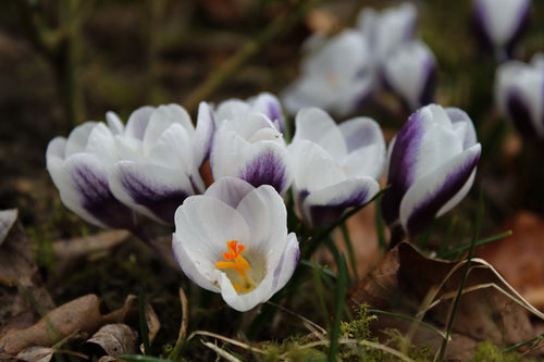 Nahaufnahme von Crocus chrysanth. 'Prins Claus' von Weijers, mit weißen Blütenblättern mit violetten Streifen und leuchtend orange-gelben Staubgefäßen inmitten von Gras, Moos und abgefallenen Blättern - ein Hinweis auf die frühe Einbürgerung der Pflanze im Garten.
