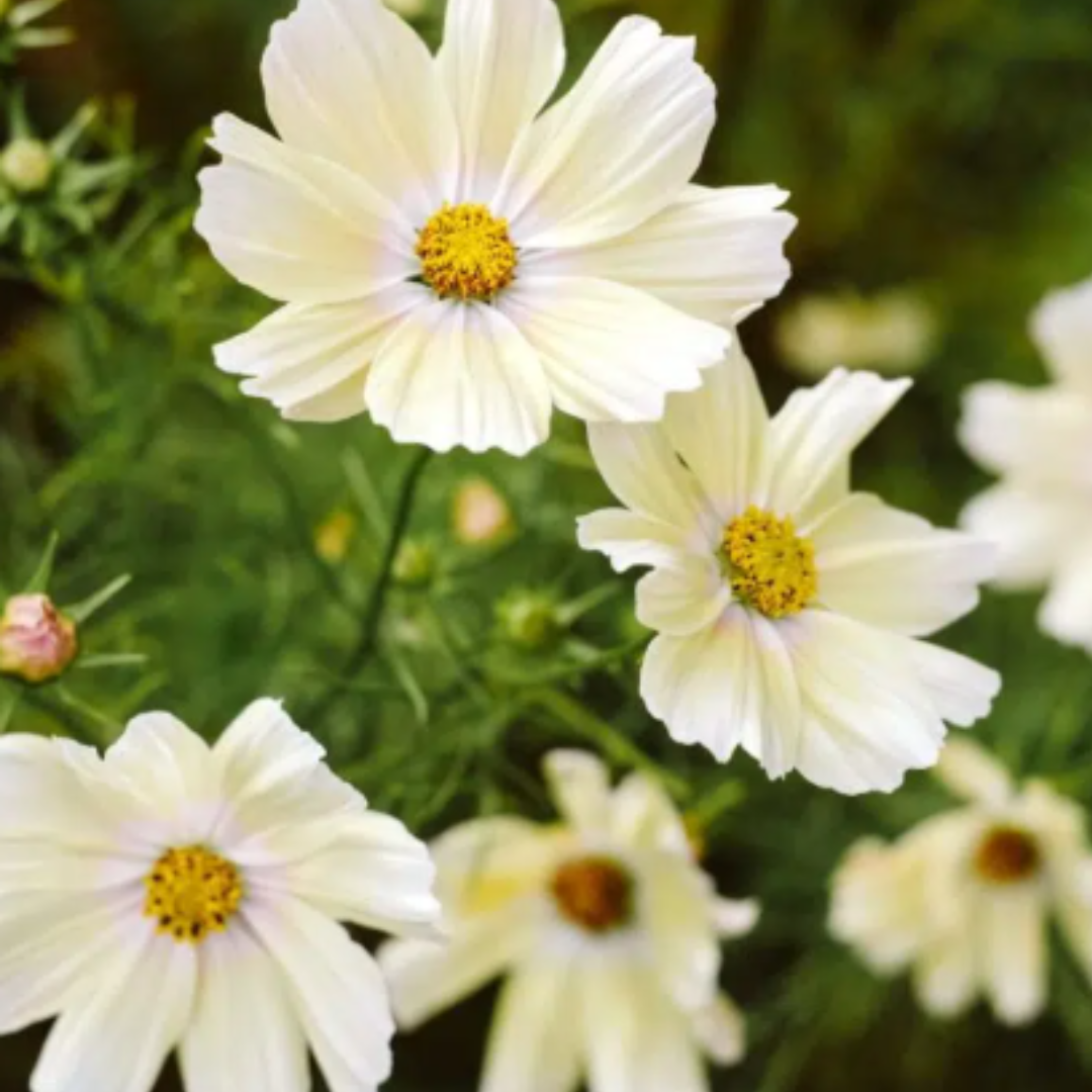 Jora Dahl | Urban Cut Flowers von Jora Dahl zeigt weiße Kosmen mit gelben Zentren und grünen Stielen - perfekt für jeden Balkon Garten oder Schnittblumen Kollektion. Ihre zarte Schönheit wird vor einem weichzeichnenden Hintergrund hervorgehoben.