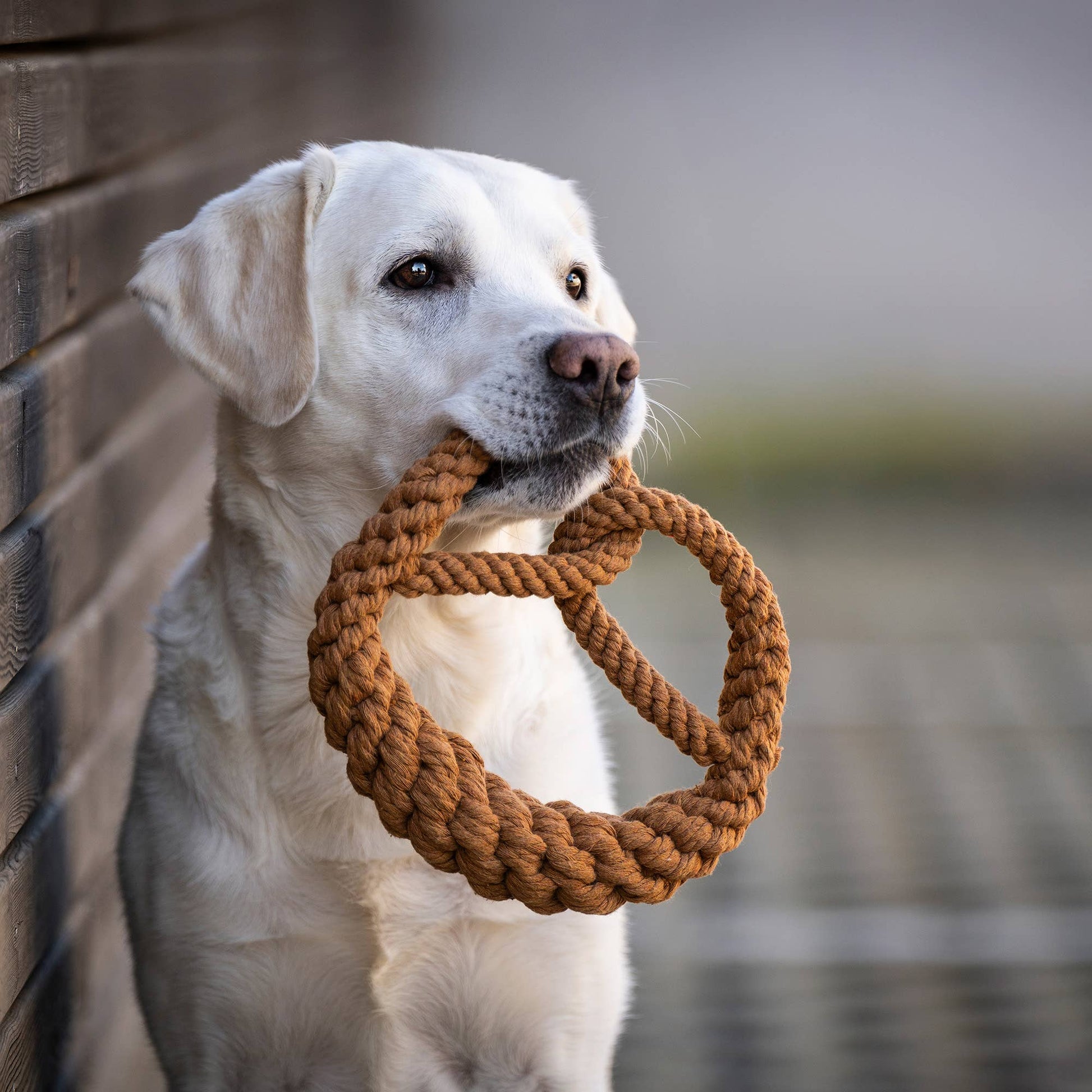 Ein gelber Labrador Retriever sitzt an einer Holzwand und hält das LABONI - Volentis GmbH - Britta Brezel Hundespielzeug aus Baumwolle in Form einer Brezel in seinem Maul. Der Hintergrund ist sanft verschwommen.