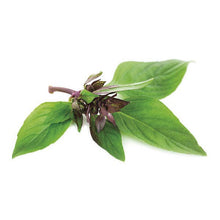 Lade das Bild in den Galerie-Viewer, Piccolo Seeds - Basil Thai
