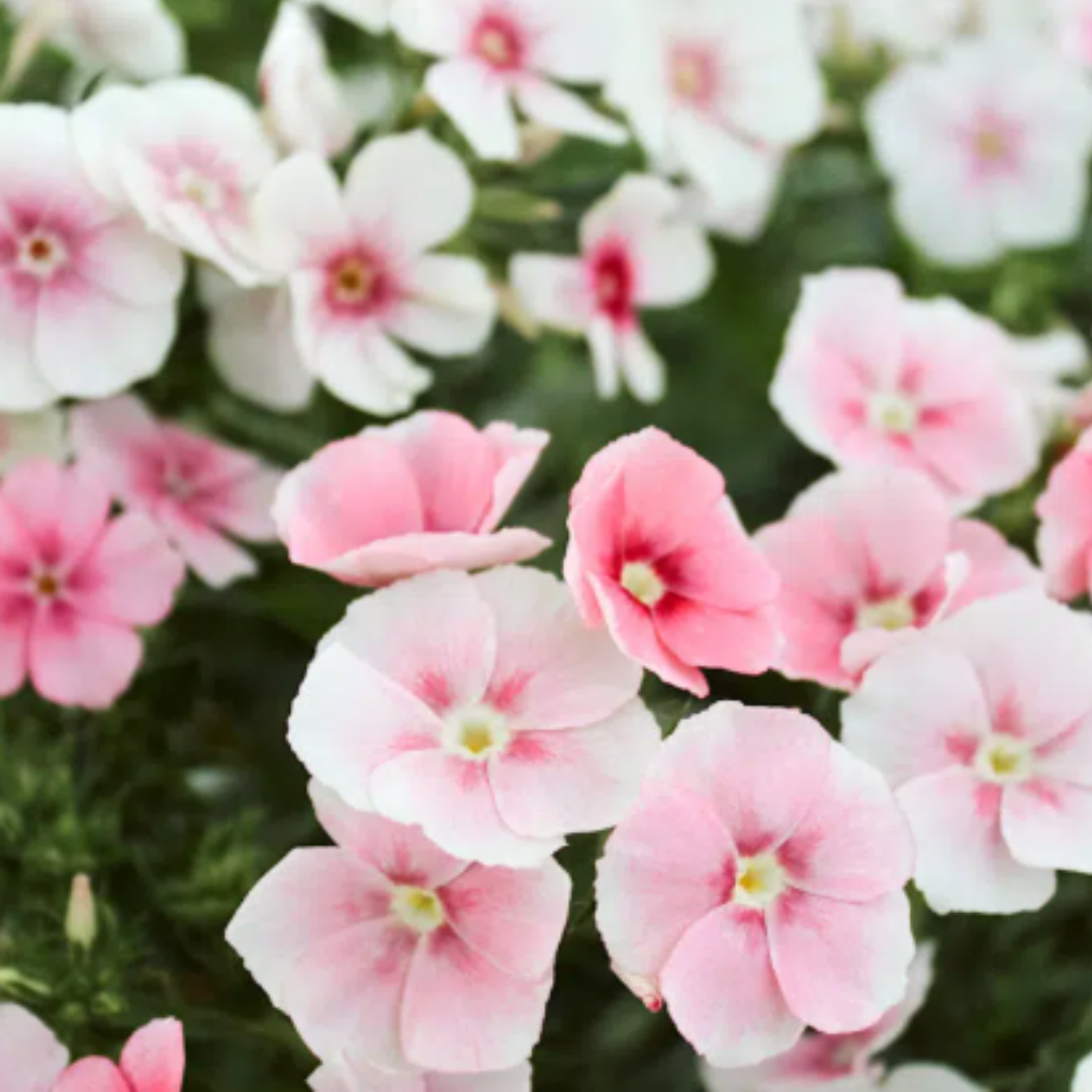 Jora Dahl | Urban Cut Flowers bietet zarten rosafarbenen und weißen Phlox, umgeben von üppigem grünem Laub. So entsteht ein zarter und doch lebendiger Strauß für Ihren Balkongarten von Jora Dahl.