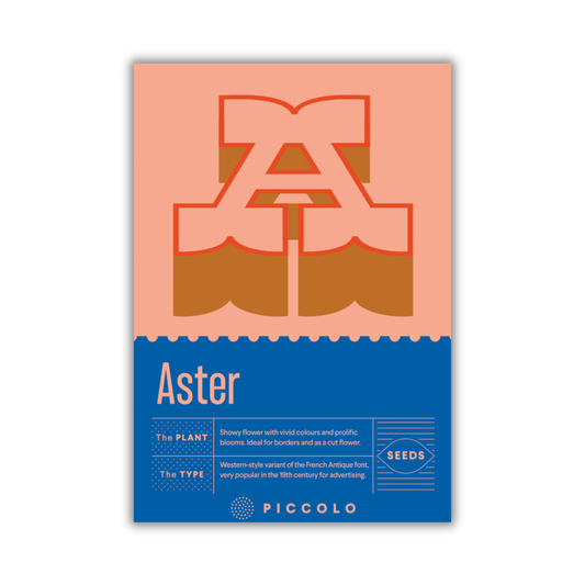 Eine Packung von Piccolo Seeds mit der Aufschrift „Piccolo Seeds – A – Aster“ zeigt einen großen stilisierten Buchstaben A in Pfirsich und Orange mit Pflanzendetails und „Aster (Callistephus chinensis)“ in Weiß auf einem blauen Unterteil.