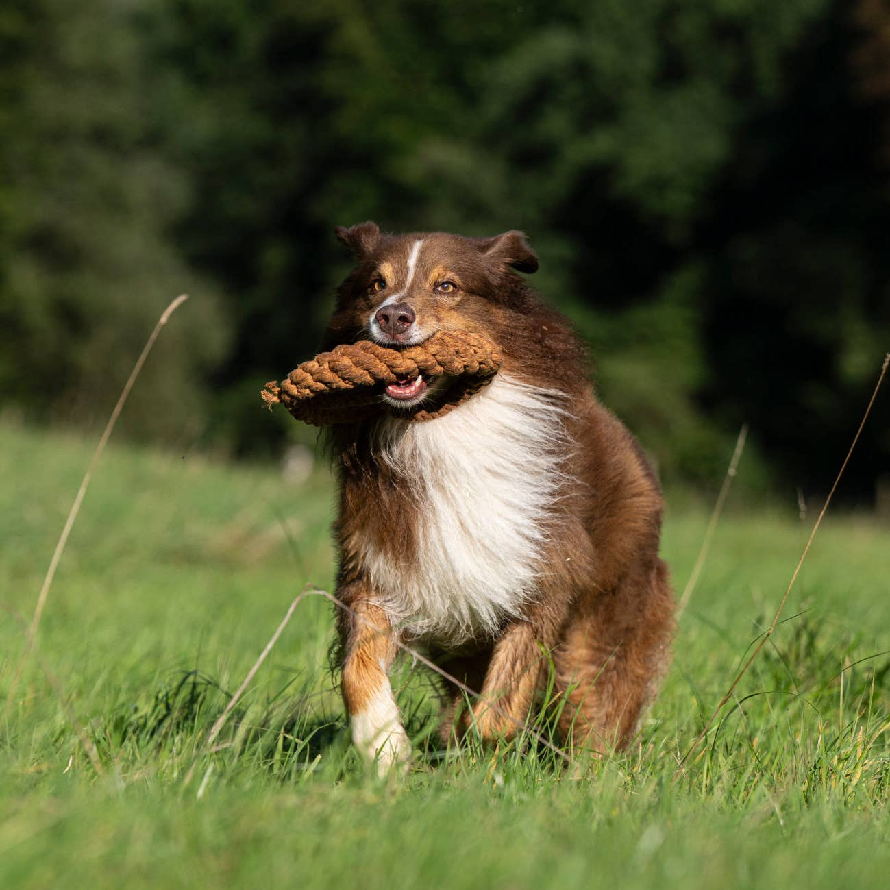Ein braun-weißer Hund läuft mit dem LABONI - Volentis GmbH Britta Brezel Hundespielzeug aus zahnreinigender Baumwolle im Maul über eine Wiese, im Hintergrund sind Bäume unscharf.