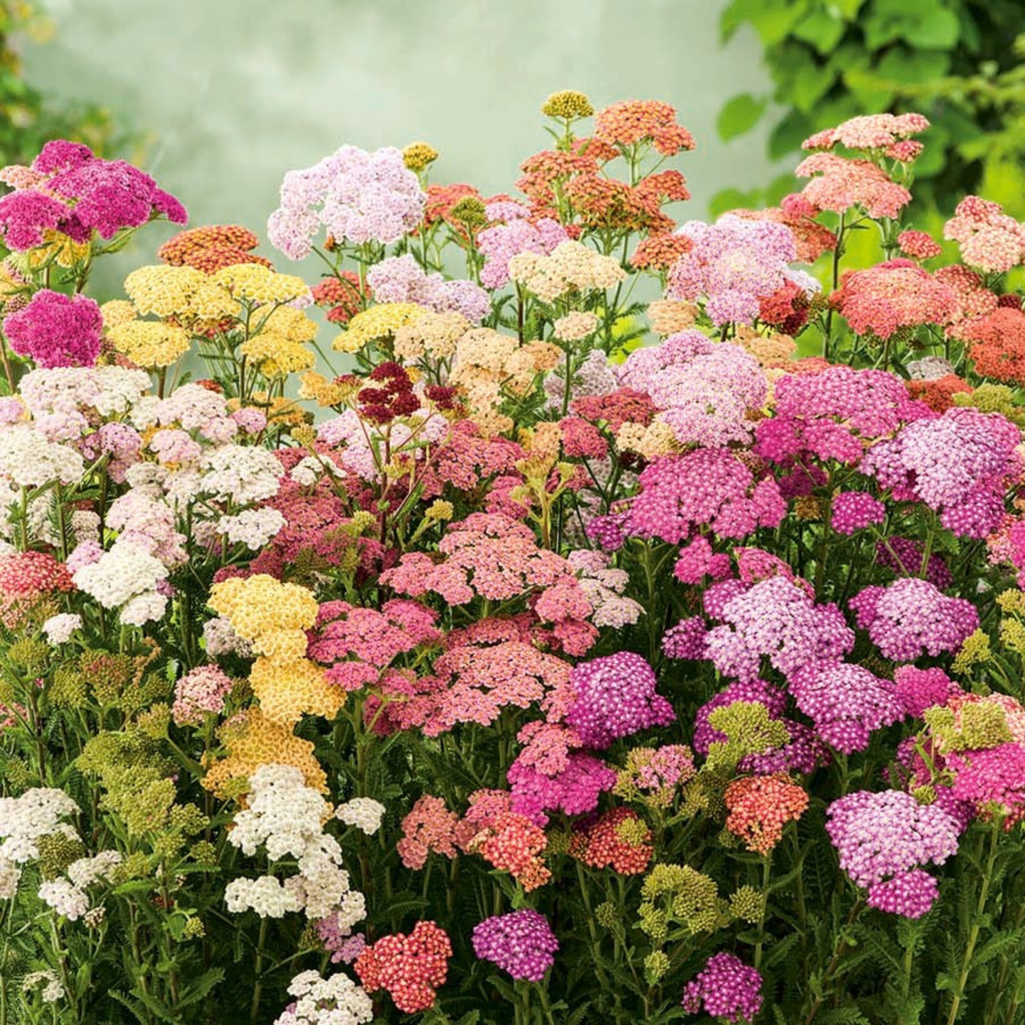 Die Schafgarbe Colorado Mix von Piccolo Seeds bringt leuchtende Farben, die den Schmetterlingsgarten mit ihren lebendigen Achillea-Blüten aufhellen.