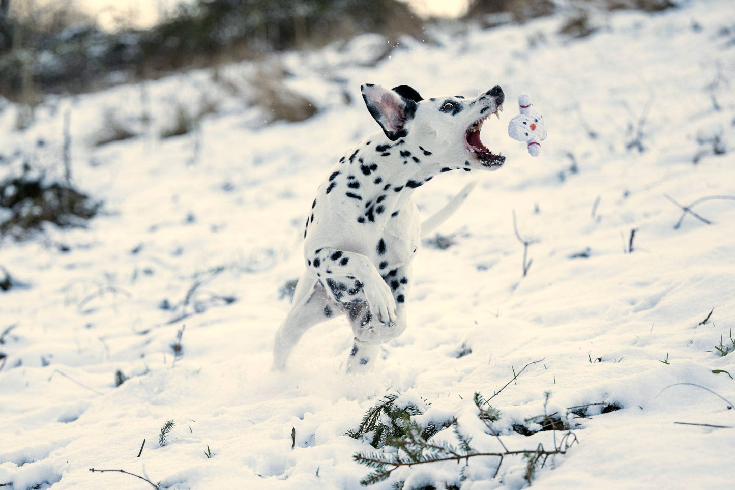 Ein Dalmatiner springt durch den Schnee auf das mit zahnreinigenden Baumwollfasern gestaltete LABONI - Volentis GmbH Shawn der Schneemann Hundespielzeug zu, das vor einer Schneelandschaft mit einem Schneemann steht.