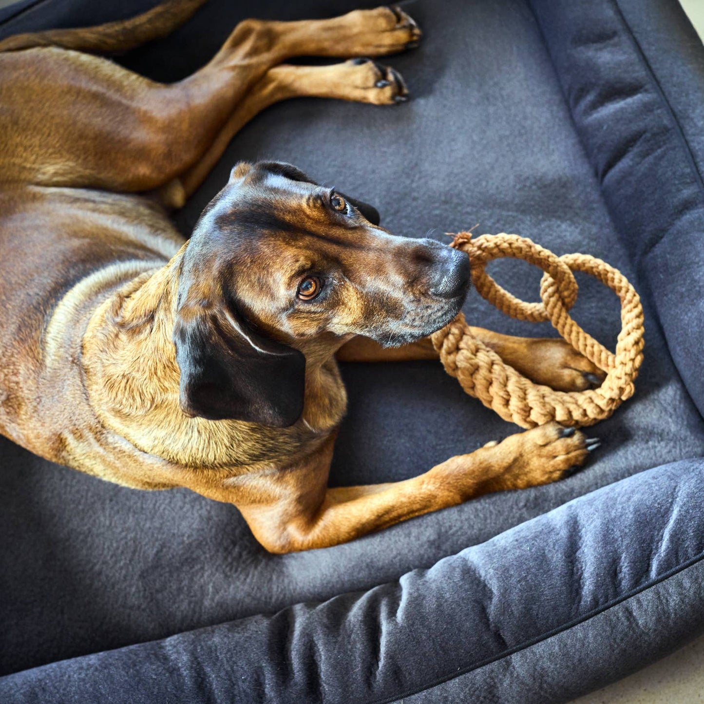 Ein brauner Hund mit dunklen Ohren liegt auf einem grauen Hundebett und schaut nach oben. Eine Pfote ruht neben dem LABONI - Volentis GmbH - Britta Brezel Zahnspielzeug aus Baumwolle, bereit zum Spielen.