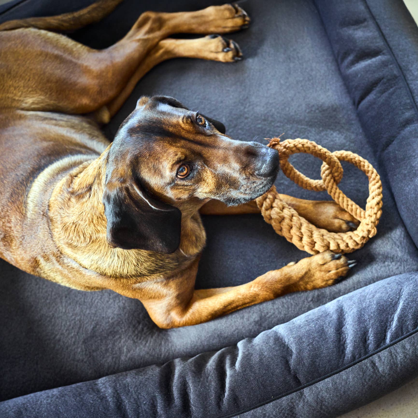 Ein brauner Hund mit dunklen Ohren liegt auf einem grauen Hundebett und schaut nach oben. Eine Pfote ruht neben dem LABONI - Volentis GmbH - Britta Brezel Zahnspielzeug aus Baumwolle, bereit zum Spielen.