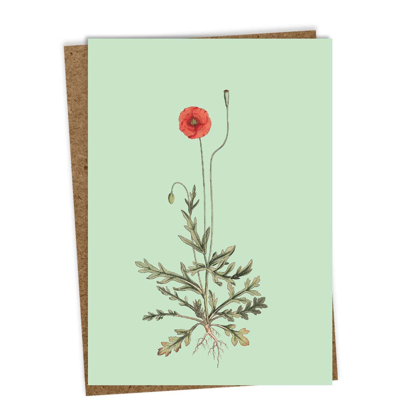 Die 30x40 - #1 [Mohnblume] Grußkarte von 30x40 zeigt eine rote Mohnblume mit grünen Blättern und Wurzeln auf hellgrünem Grund, innen blanko, in Deutschland gedruckt und mit einem braunen Umschlag aus Recyclingpapier versehen.