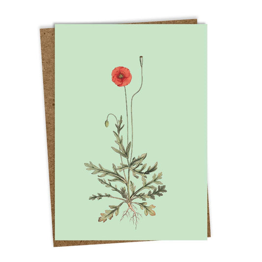 Die 30x40 - #1 [Mohnblume] Grußkarte von 30x40 zeigt eine rote Mohnblume mit grünen Blättern und Wurzeln auf hellgrünem Grund, innen blanko, in Deutschland gedruckt und mit einem braunen Umschlag aus Recyclingpapier versehen.